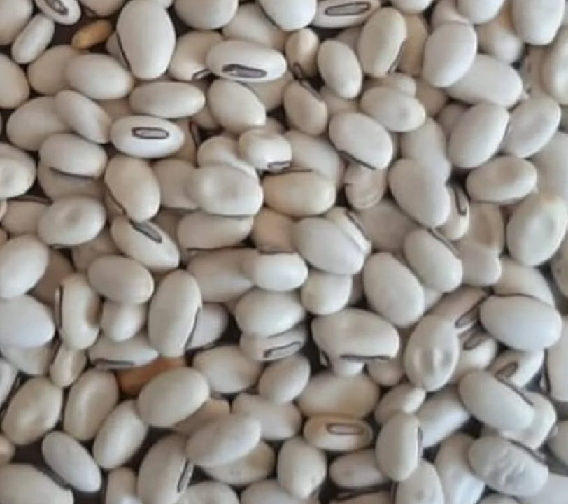 Kaunch (Mucuna)