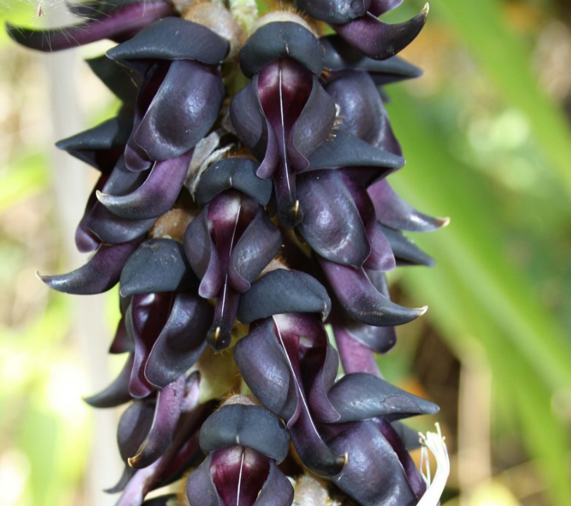 MUCUNA PRURIENS